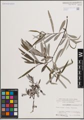 Foto von Salix eleagnos Scop.